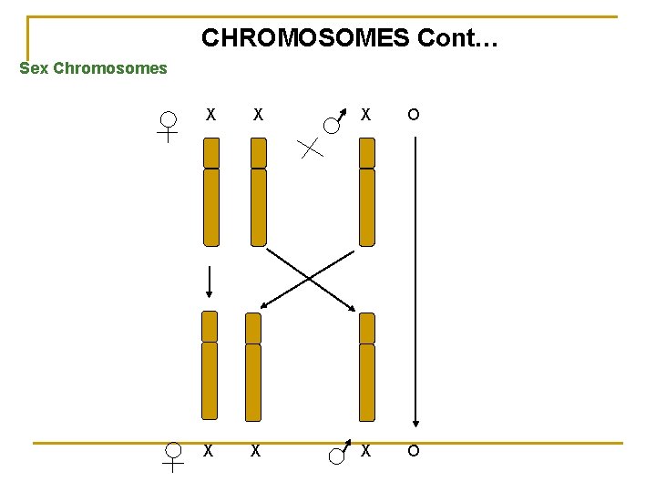 CHROMOSOMES Cont… Sex Chromosomes X X X O 