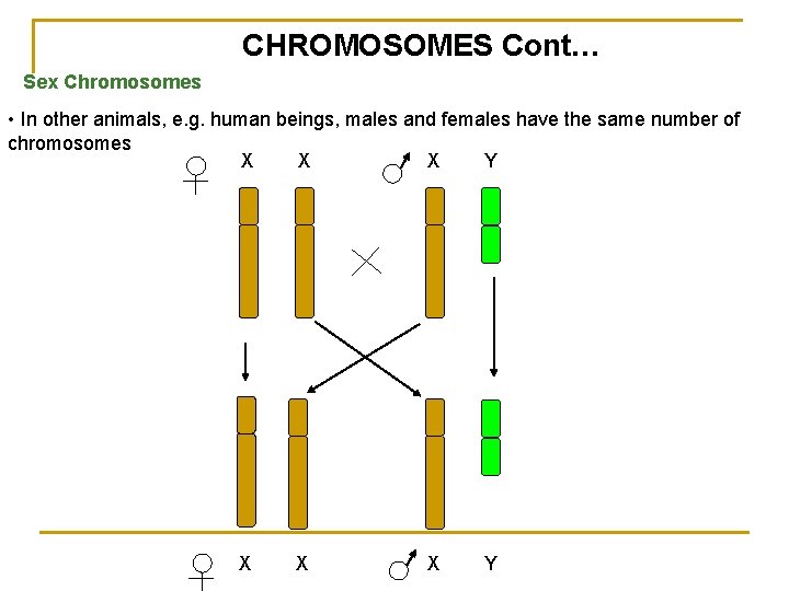 CHROMOSOMES Cont… Sex Chromosomes • In other animals, e. g. human beings, males and