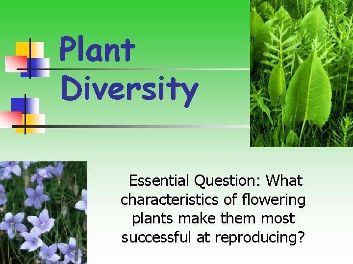 Plant Diversity Essential Question: What characteristics of flowering plants make them most successful at