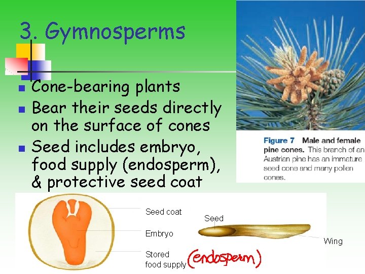 3. Gymnosperms n n n Cone-bearing plants Bear their seeds directly on the surface