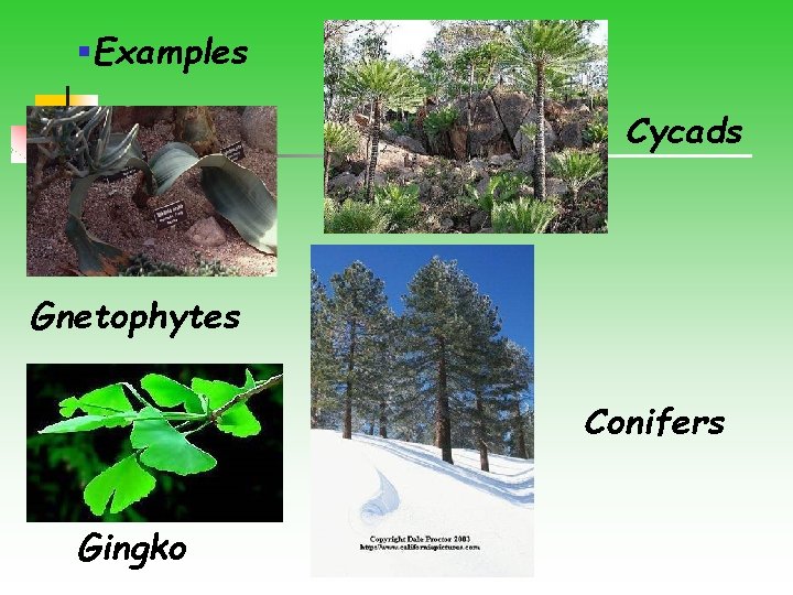 §Examples Cycads Gnetophytes Conifers Gingko 