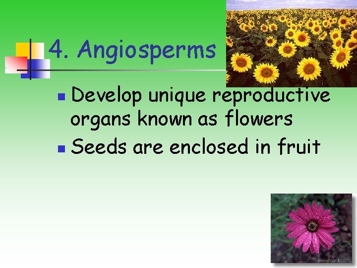 4. Angiosperms Develop unique reproductive organs known as flowers n Seeds are enclosed in