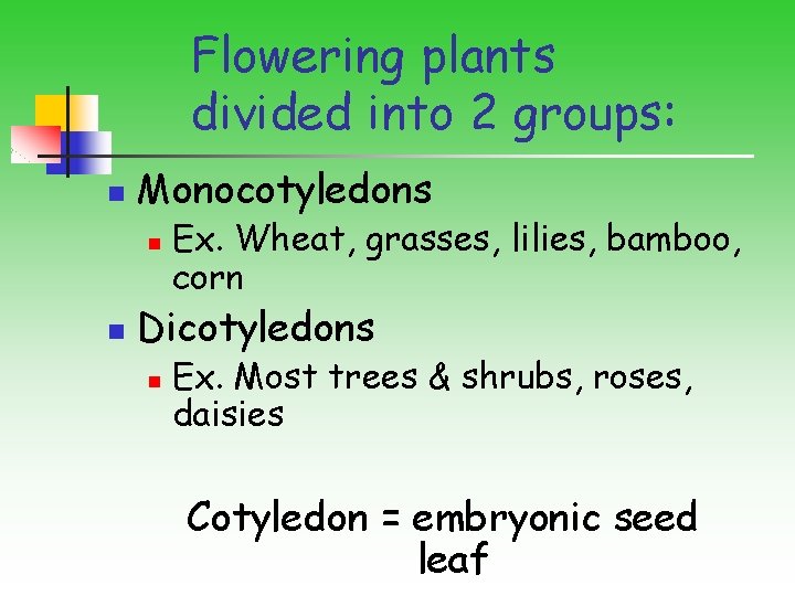 Flowering plants divided into 2 groups: n Monocotyledons n n Ex. Wheat, grasses, lilies,