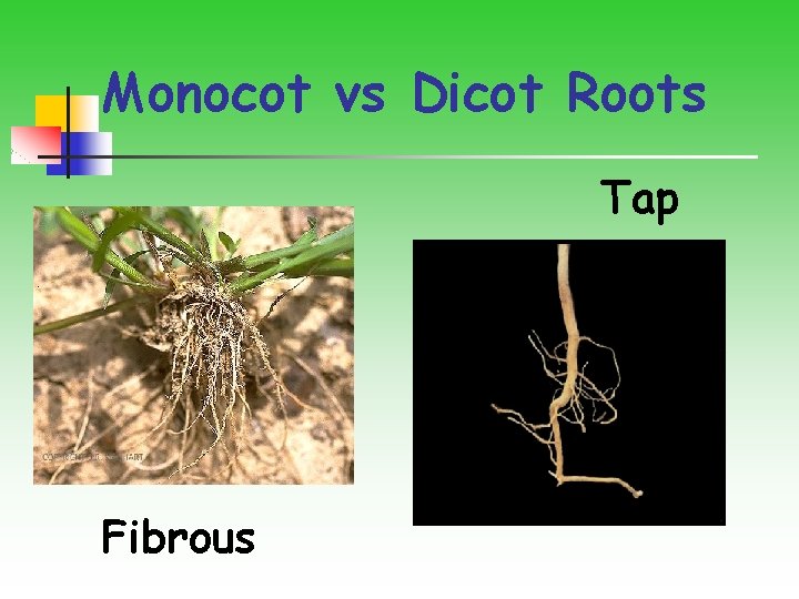 Monocot vs Dicot Roots Tap Fibrous 