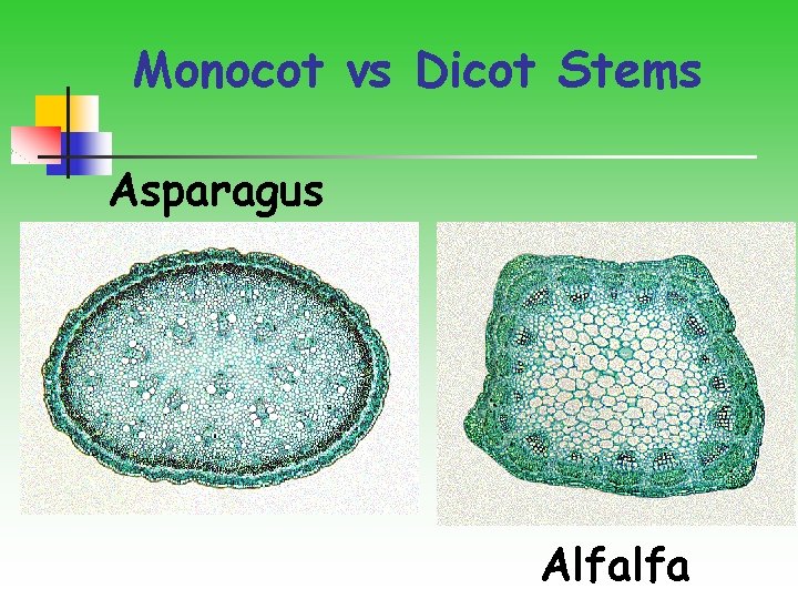 Monocot vs Dicot Stems Asparagus Alfalfa 