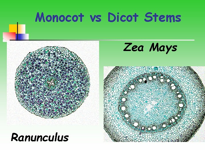 Monocot vs Dicot Stems Zea Mays Ranunculus 