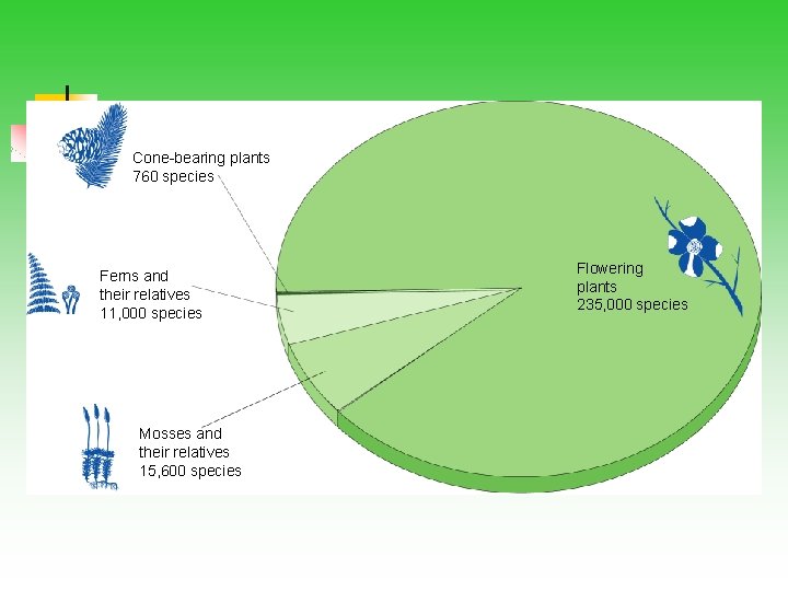 Cone-bearing plants 760 species Ferns and their relatives 11, 000 species Mosses and their
