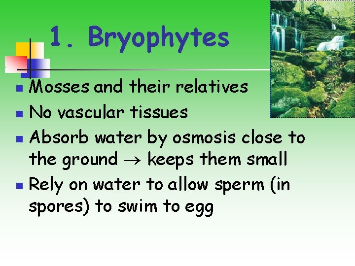 1. Bryophytes Mosses and their relatives n No vascular tissues n Absorb water by