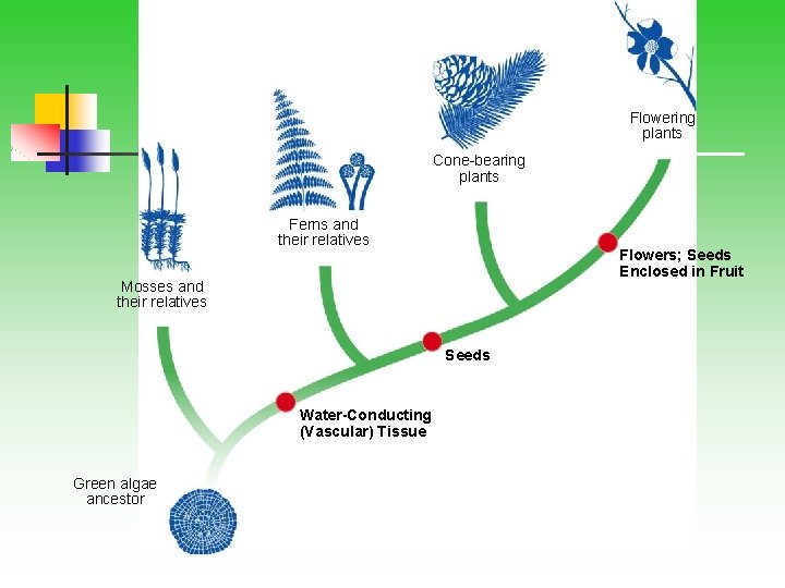 Flowering plants Cone-bearing plants Ferns and their relatives Flowers; Seeds Enclosed in Fruit Mosses