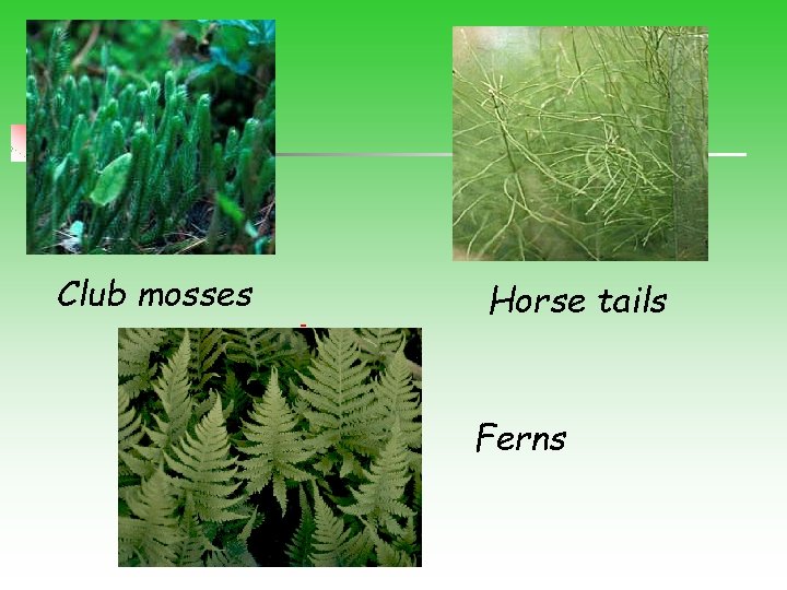 Club mosses Horse tails Ferns 