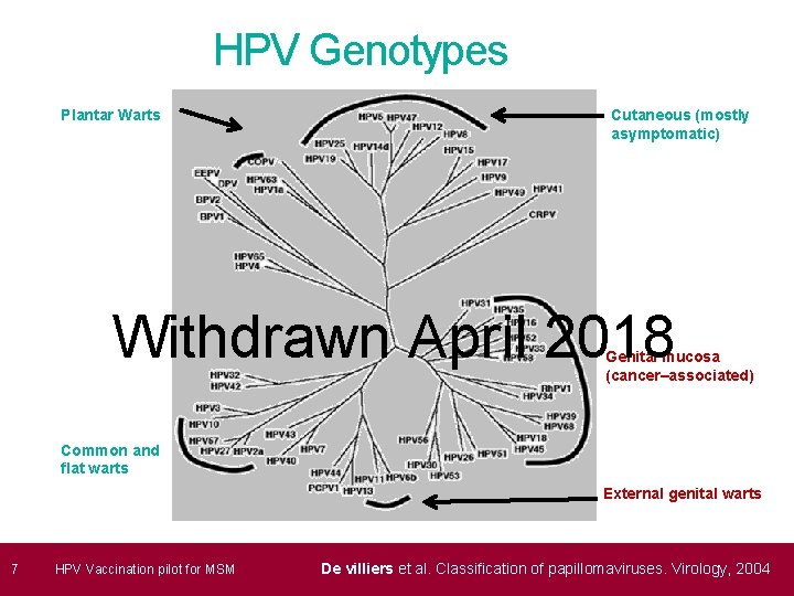 HPV Genotypes Plantar Warts Cutaneous (mostly asymptomatic) Withdrawn April 2018 Genital mucosa (cancer–associated) Common