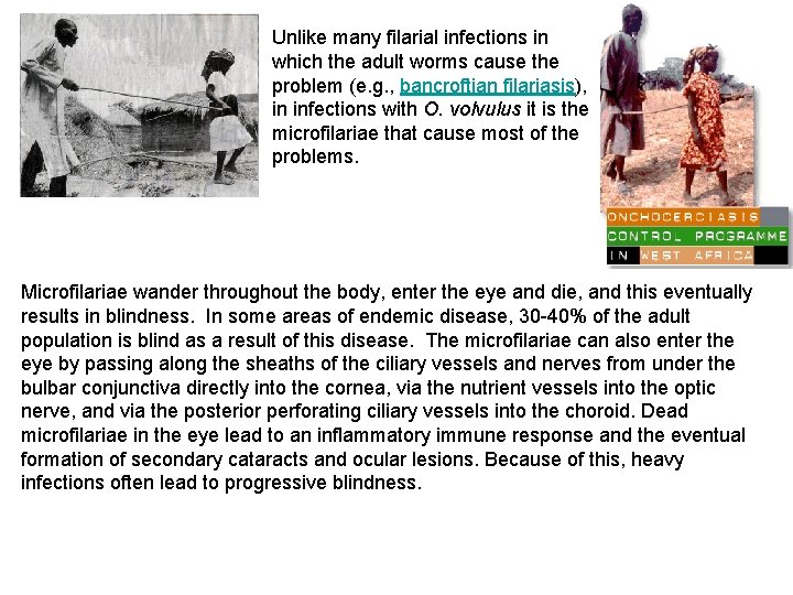 Unlike many filarial infections in which the adult worms cause the problem (e. g.
