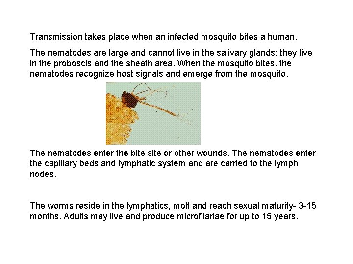 Transmission takes place when an infected mosquito bites a human. The nematodes are large