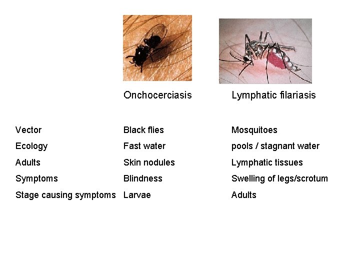 Onchocerciasis Lymphatic filariasis Vector Black flies Mosquitoes Ecology Fast water pools / stagnant water