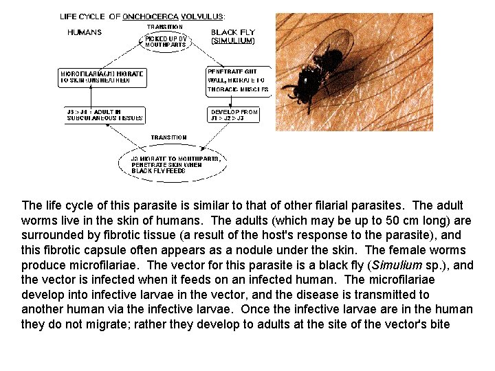 The life cycle of this parasite is similar to that of other filarial parasites.