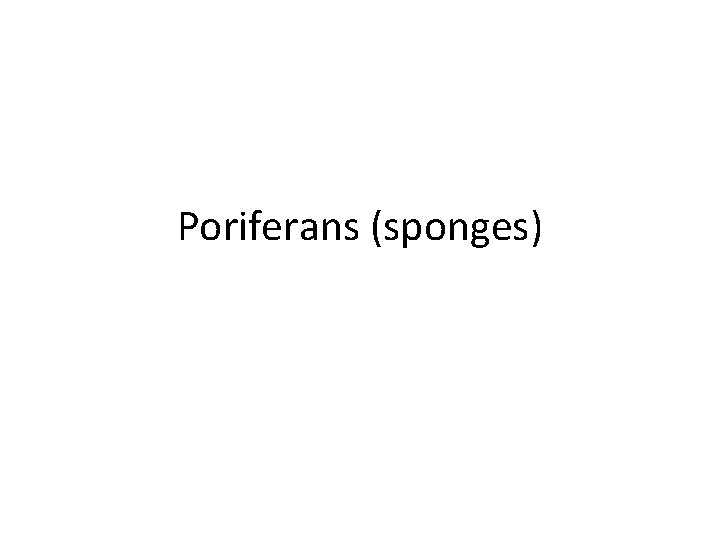 Poriferans (sponges) 