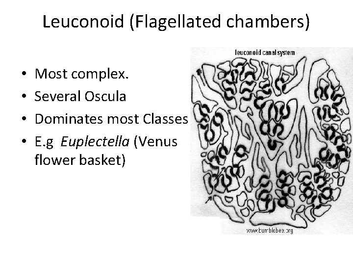 Leuconoid (Flagellated chambers) • • Most complex. Several Oscula Dominates most Classes E. g
