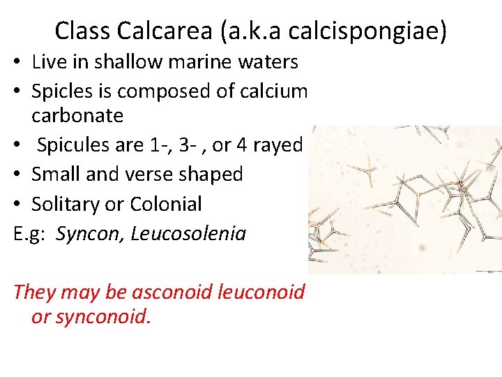 Class Calcarea (a. k. a calcispongiae) • Live in shallow marine waters • Spicles