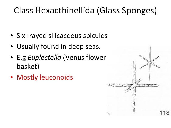 Class Hexacthinellida (Glass Sponges) • Six- rayed silicaceous spicules • Usually found in deep