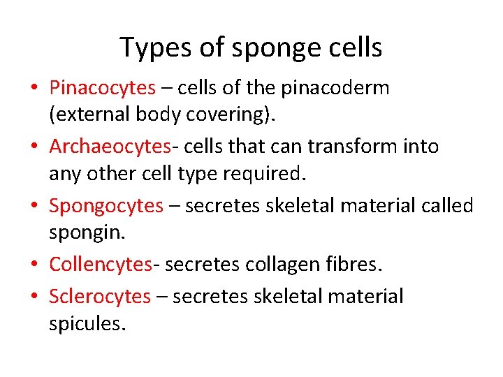 Types of sponge cells • Pinacocytes – cells of the pinacoderm (external body covering).