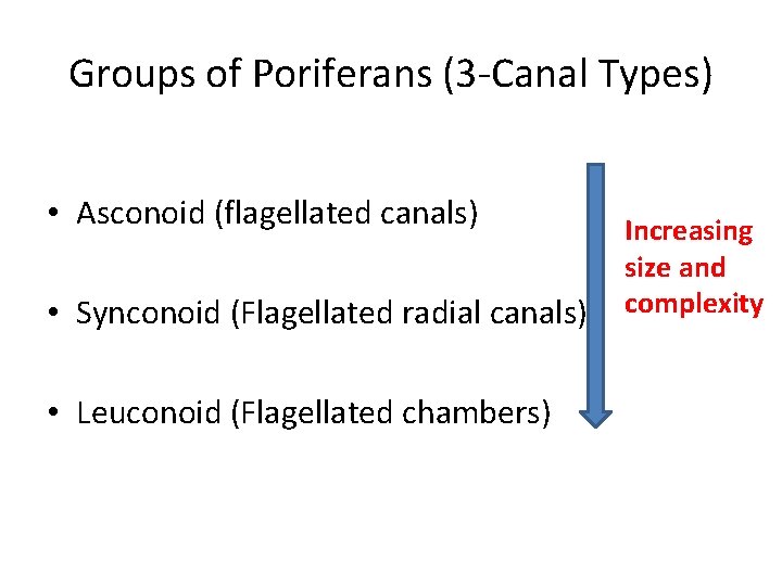 Groups of Poriferans (3 -Canal Types) • Asconoid (flagellated canals) • Synconoid (Flagellated radial