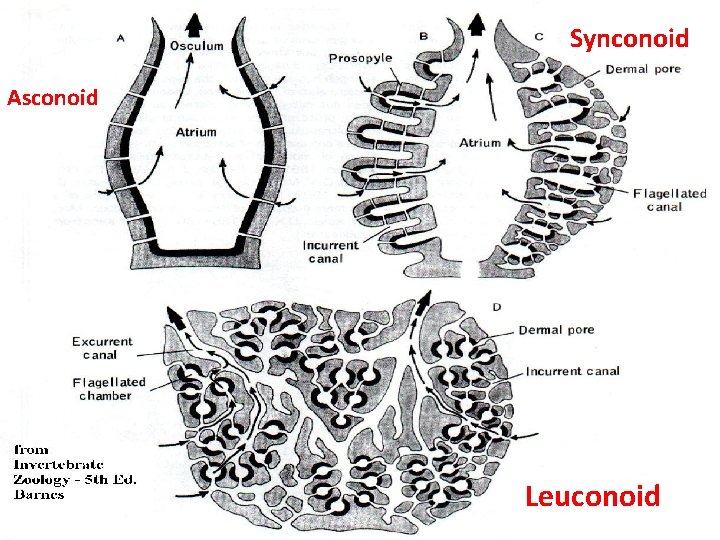 Synconoid Asconoid Leuconoid 