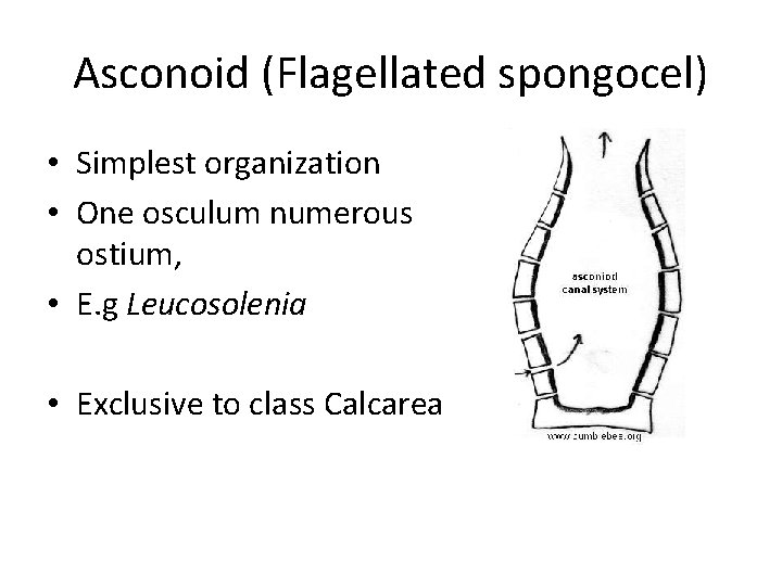 Asconoid (Flagellated spongocel) • Simplest organization • One osculum numerous ostium, • E. g