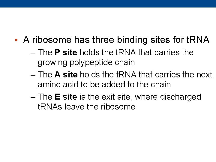  • A ribosome has three binding sites for t. RNA – The P