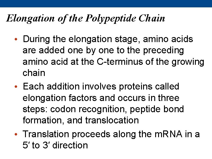 Elongation of the Polypeptide Chain • During the elongation stage, amino acids are added
