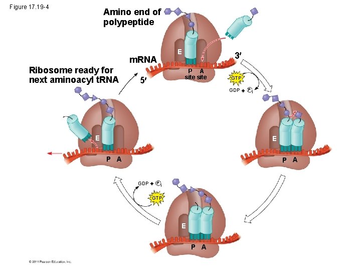 Figure 17. 19 -4 Amino end of polypeptide m. RNA Ribosome ready for next