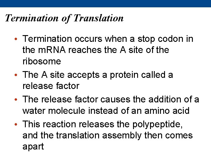 Termination of Translation • Termination occurs when a stop codon in the m. RNA