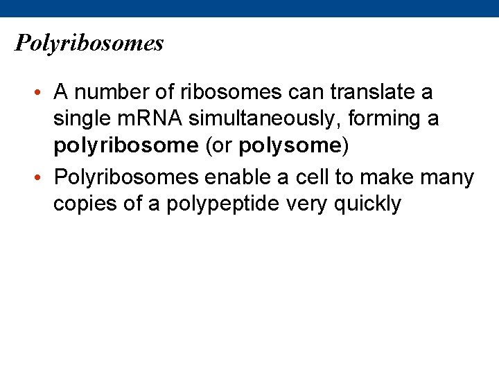 Polyribosomes • A number of ribosomes can translate a single m. RNA simultaneously, forming