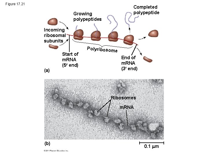 Figure 17. 21 Completed polypeptide Growing polypeptides Incoming ribosomal subunits (a) Start of m.