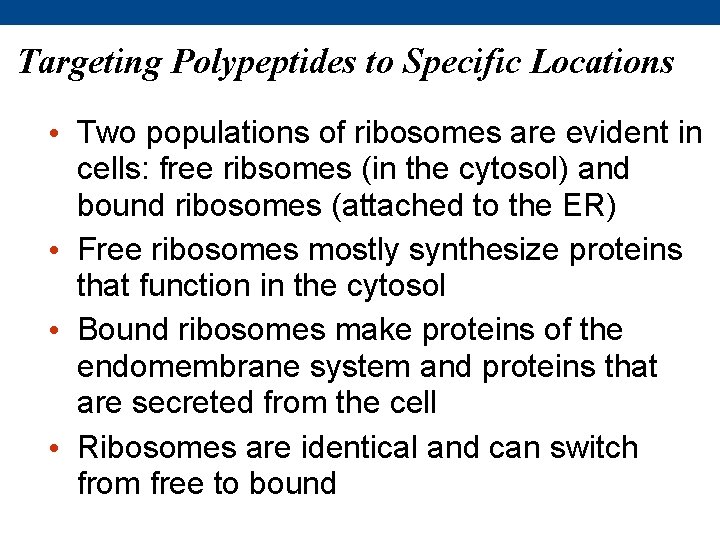 Targeting Polypeptides to Specific Locations • Two populations of ribosomes are evident in cells: