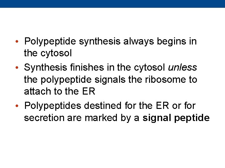  • Polypeptide synthesis always begins in the cytosol • Synthesis finishes in the