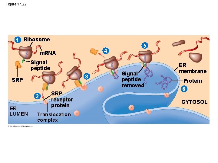 Figure 17. 22 1 Ribosome 4 m. RNA Signal peptide 3 SRP 2 ER