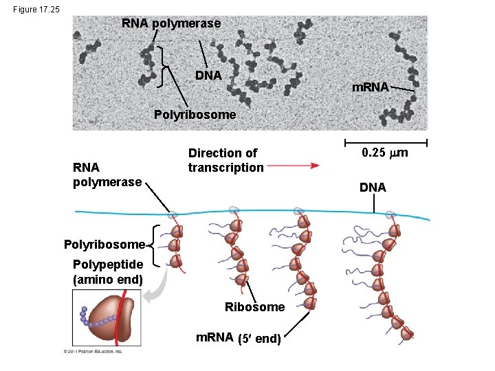 Figure 17. 25 RNA polymerase DNA m. RNA Polyribosome RNA polymerase Direction of transcription