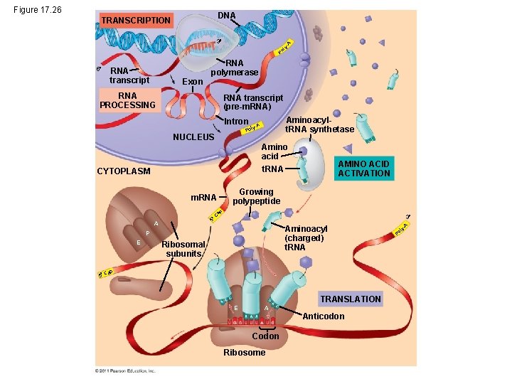 Figure 17. 26 DNA TRANSCRIPTION Po ly - A 3 5 RNA transcript Exon