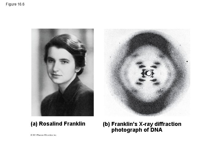 Figure 16. 6 (a) Rosalind Franklin (b) Franklin’s X-ray diffraction photograph of DNA 