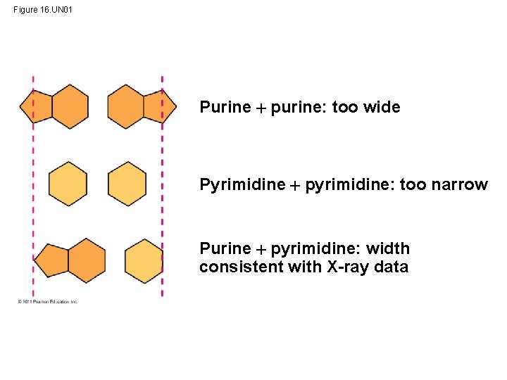 Figure 16. UN 01 Purine purine: too wide Pyrimidine pyrimidine: too narrow Purine pyrimidine: