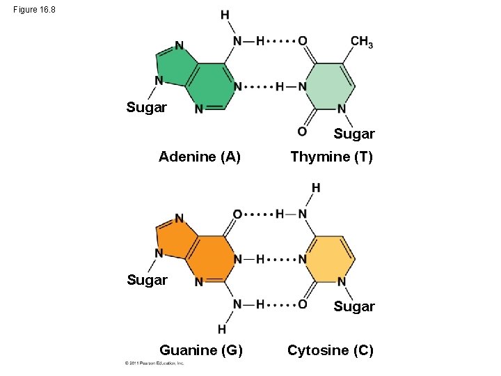 Figure 16. 8 Sugar Adenine (A) Thymine (T) Sugar Guanine (G) Cytosine (C) 