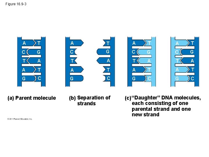 Figure 16. 9 -3 A T A T C G C G T A