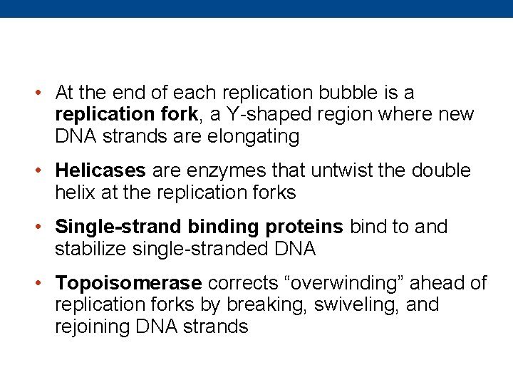  • At the end of each replication bubble is a replication fork, a