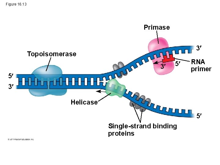 Figure 16. 13 Primase 3 Topoisomerase 3 5 5 RNA primer 3 Helicase 5