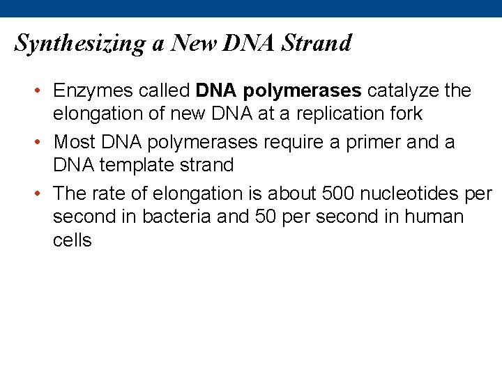 Synthesizing a New DNA Strand • Enzymes called DNA polymerases catalyze the elongation of