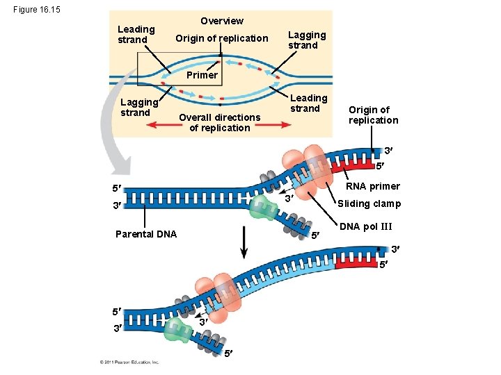 Figure 16. 15 Leading strand Overview Origin of replication Lagging strand Primer Lagging strand
