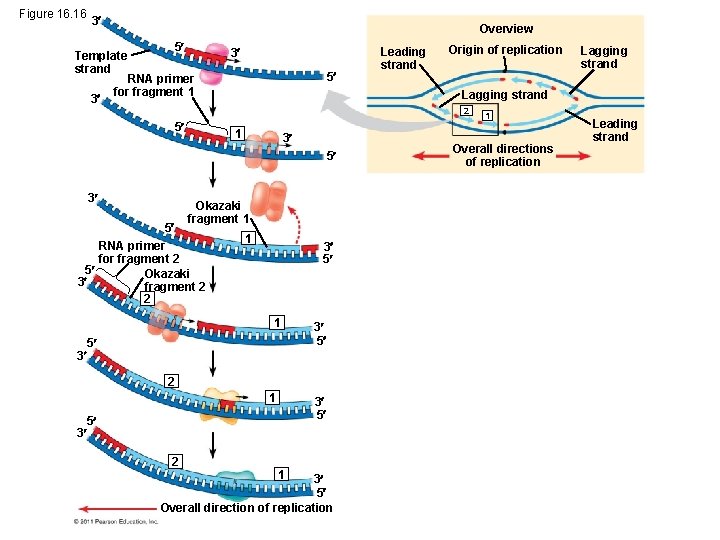 Figure 16. 16 3 Overview 5 Template strand 3 3 5 RNA primer for