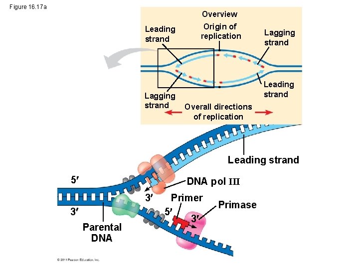 Figure 16. 17 a Overview Leading strand Lagging strand Origin of replication Lagging strand