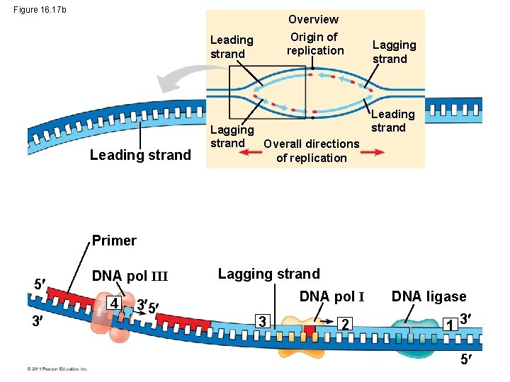Figure 16. 17 b Overview Origin of replication Leading strand Lagging strand Overall directions