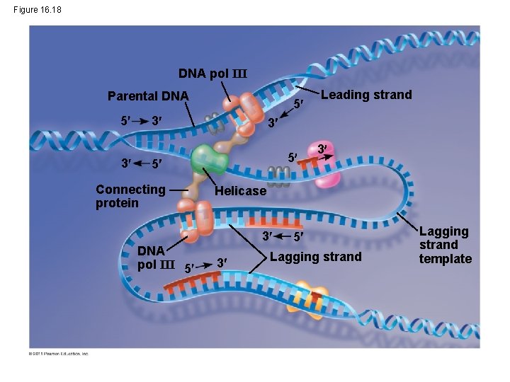 Figure 16. 18 DNA pol III Parental DNA 5 3 5 3 3 5
